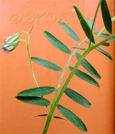  Leaf, Stipules and Inflorescence